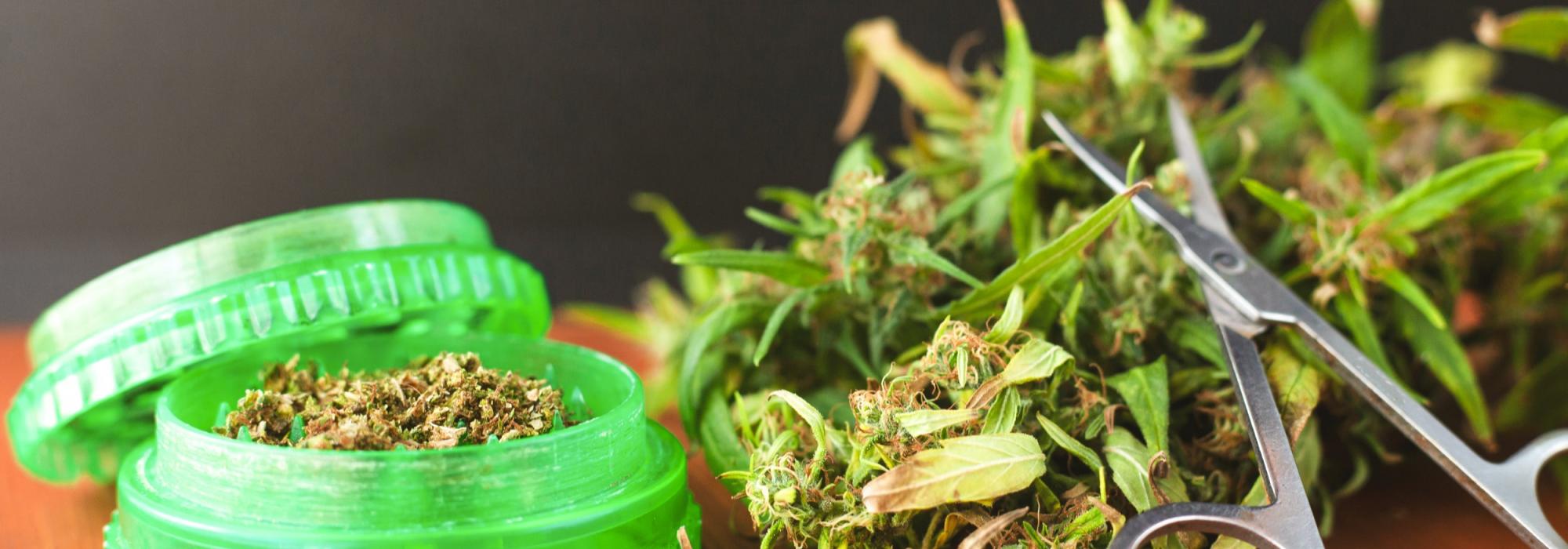 Cannabis fioritura e taglio
