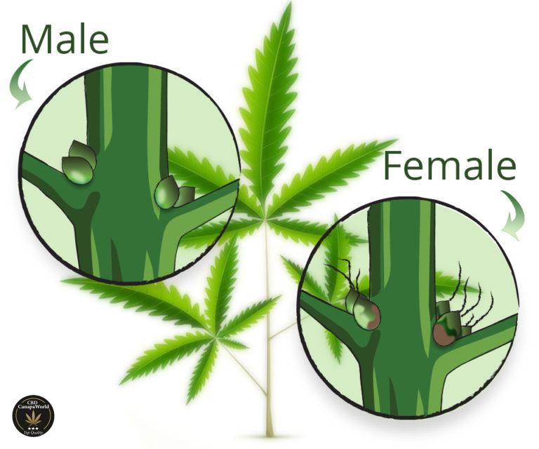 Cannabis - Pianta Maschio e Femmina