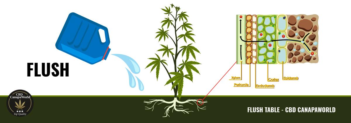 Cos'è il flush della Cannabis
