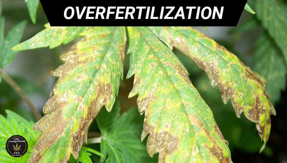 Fertilizzazione Eccessiva Cannabis